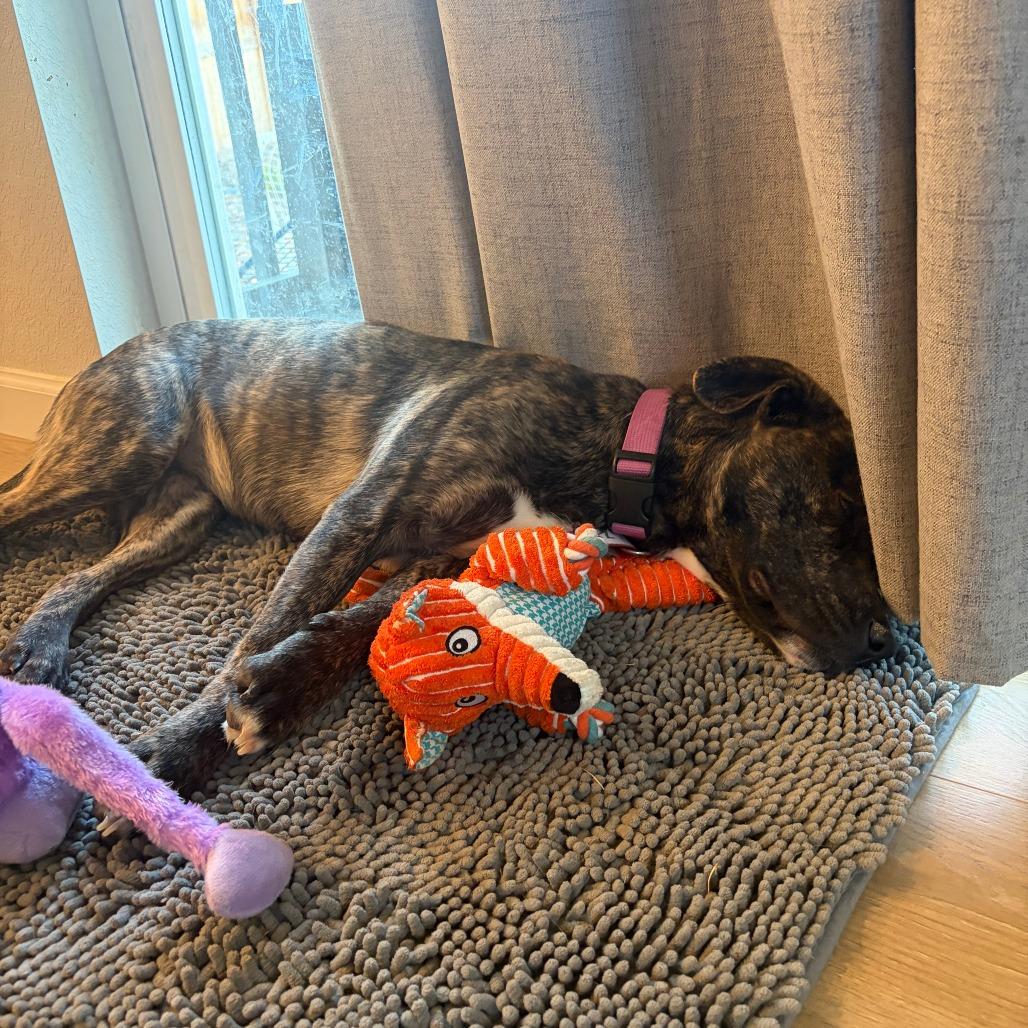 Enlarge 467 (2026) Sierra, a Adoptable mixed breed in Parker, CO image 4/6