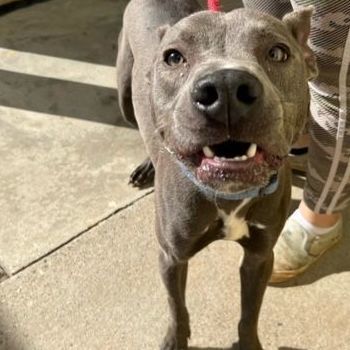 Jack, a Adoptable mixed breed in Dawsonville, GA image 5/6