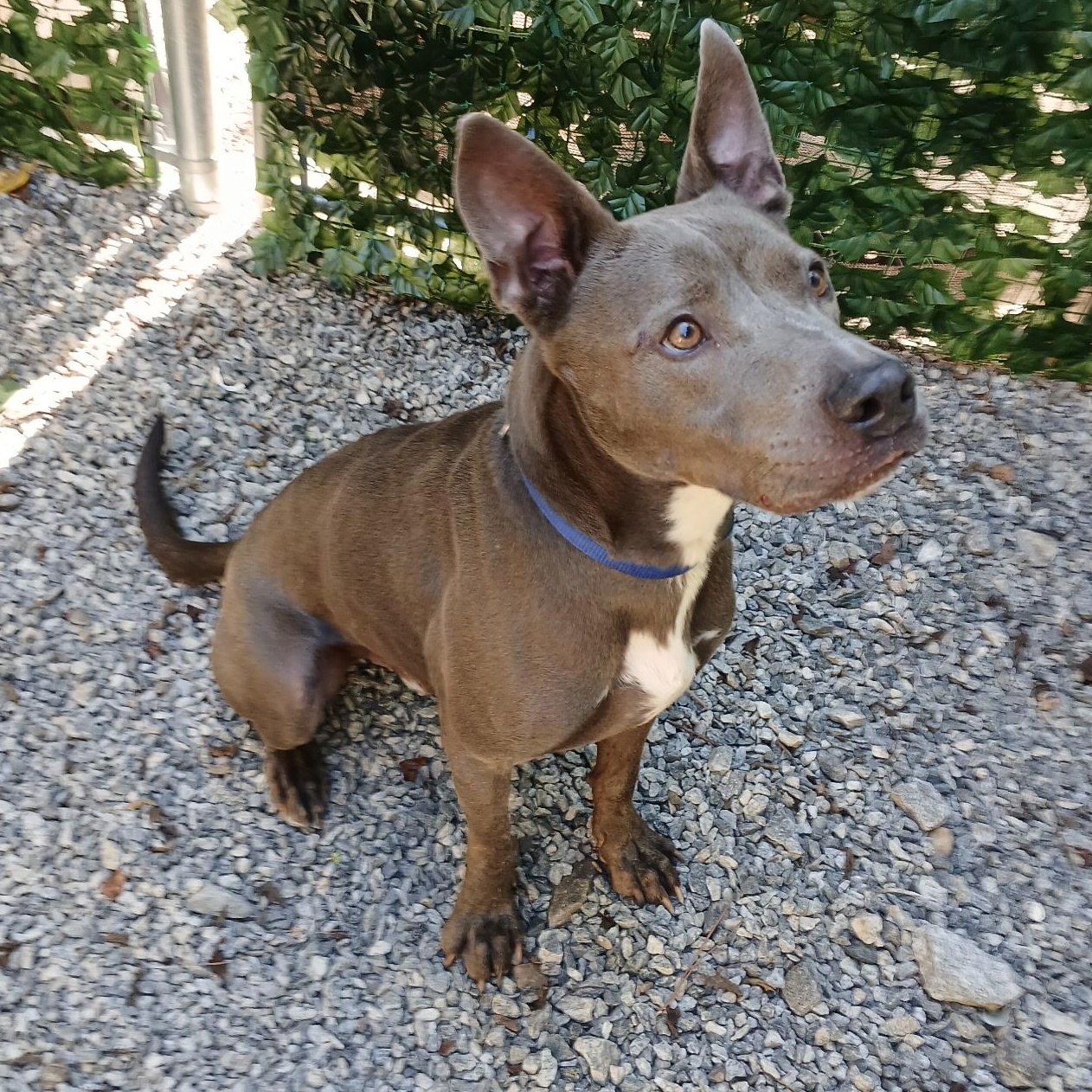 Jack, a Adoptable mixed breed in Dawsonville, GA image 2/6