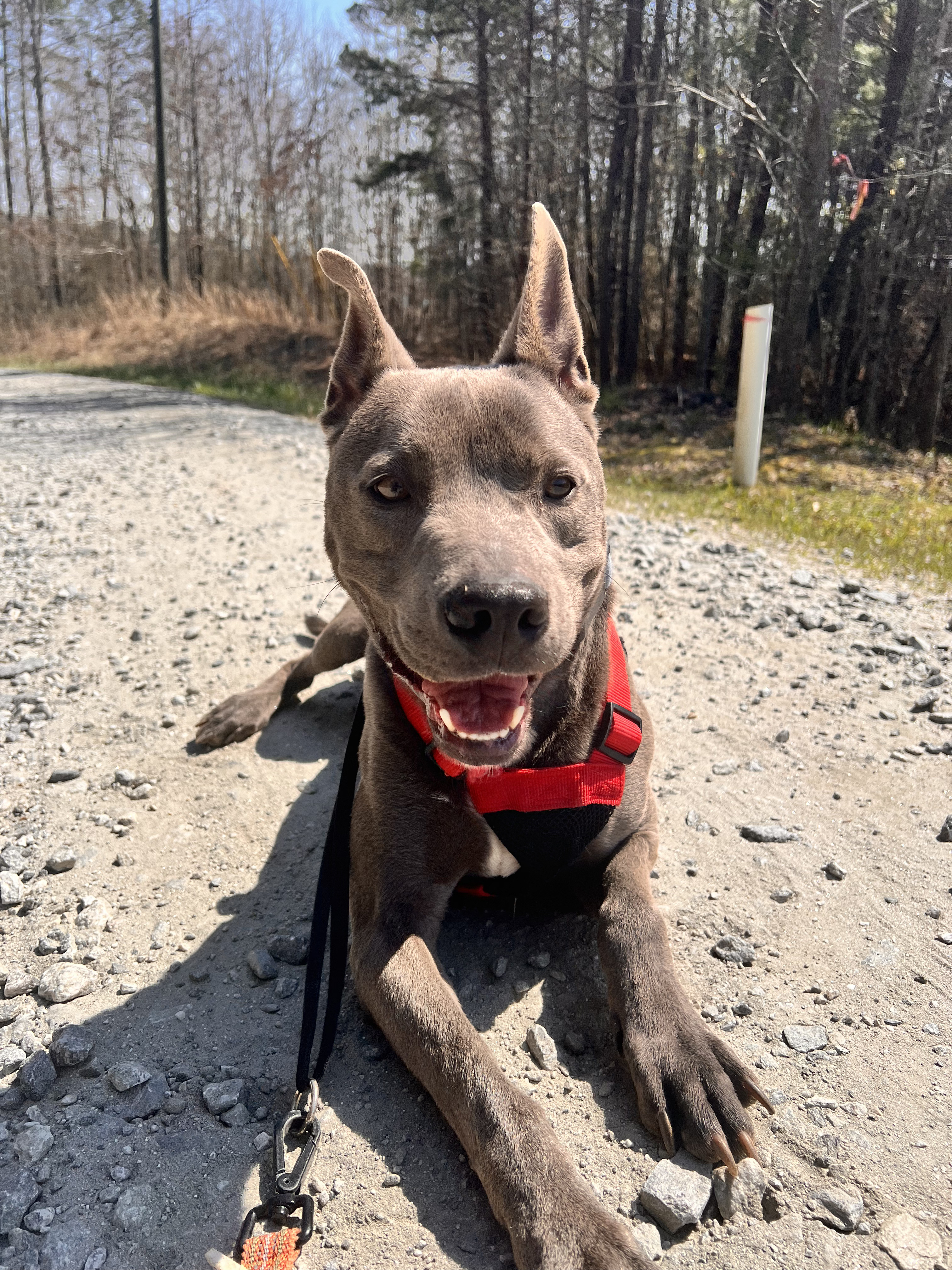 Jack, a Adoptable mixed breed in Dawsonville, GA image 6/6