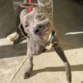 Jack, a Adoptable mixed breed in Dawsonville, GA image 4/6