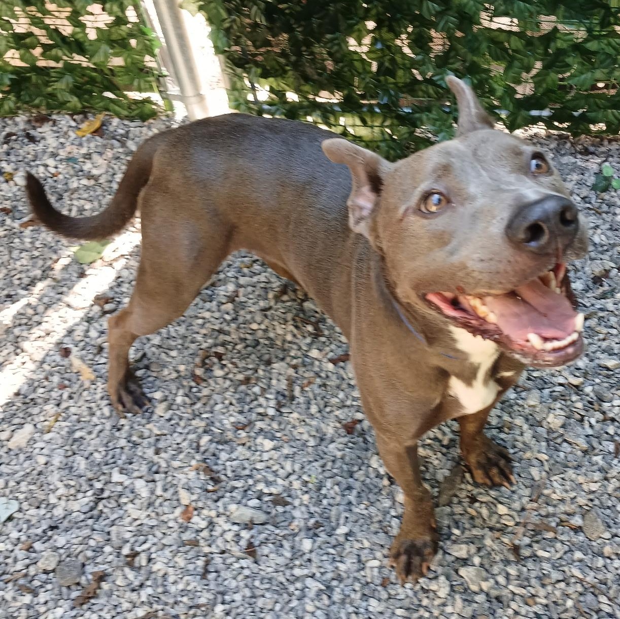 Jack, Adoptable, Adult Male Pit Bull Terrier.