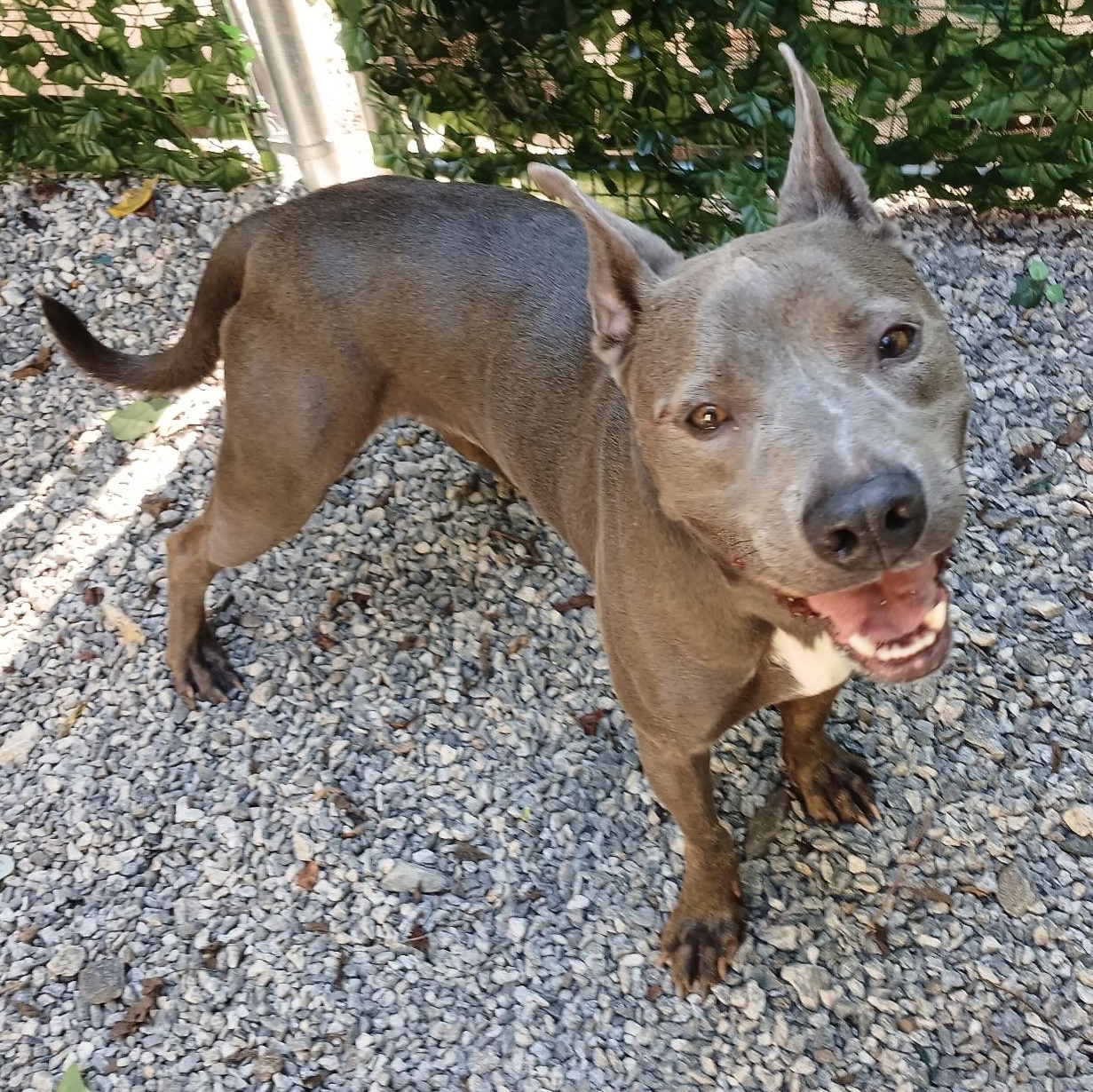 Jack, a Adoptable mixed breed in Dawsonville, GA image 3/6