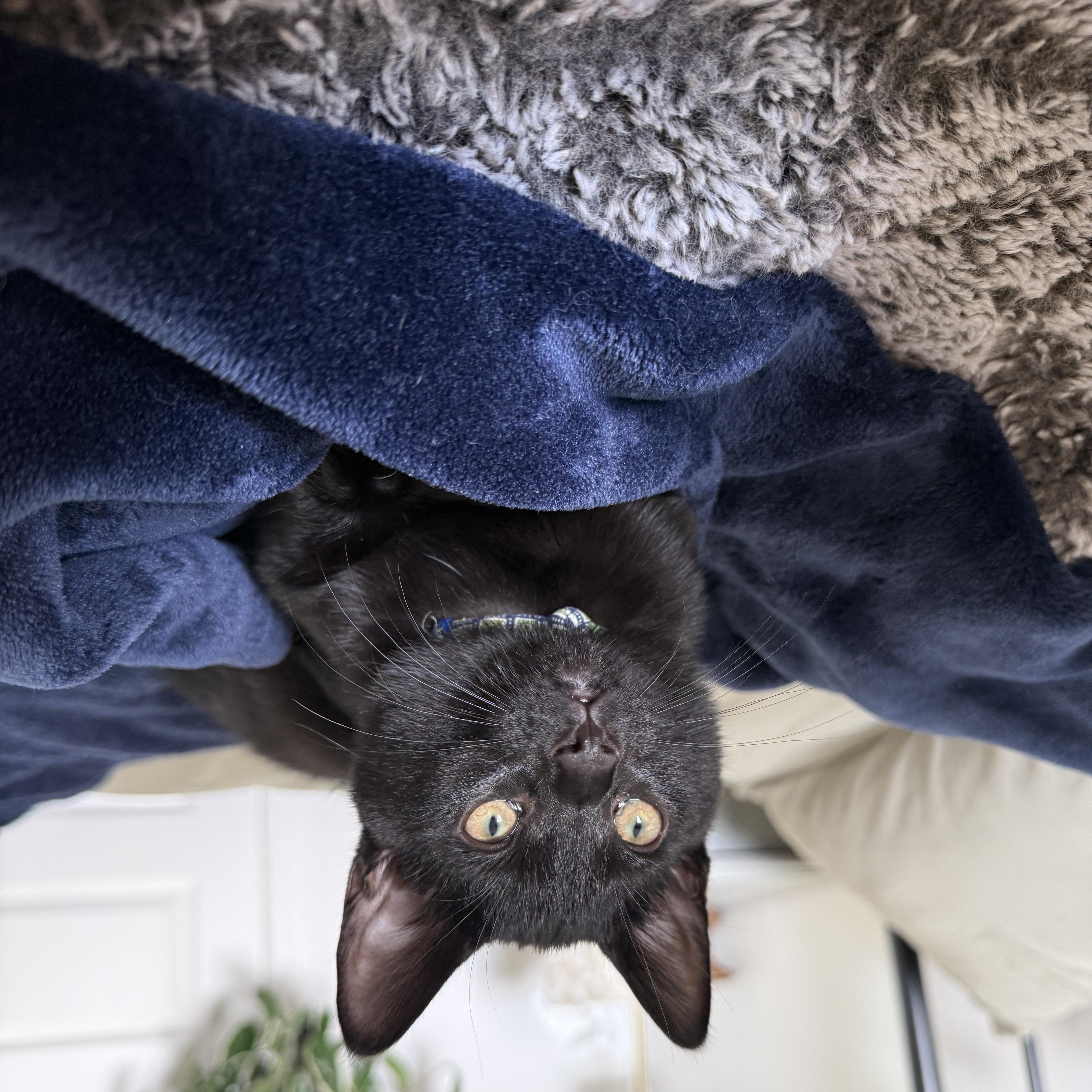 Soot (bonded with Sprite), Adoptable, Kitten Male Domestic Short Hair & Bombay.