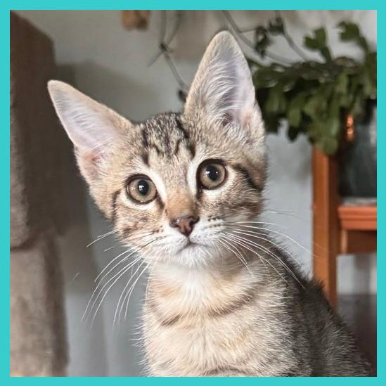Enlarge Jack, a Adoptable Domestic Short Hair in Laramie, WY image 3/4