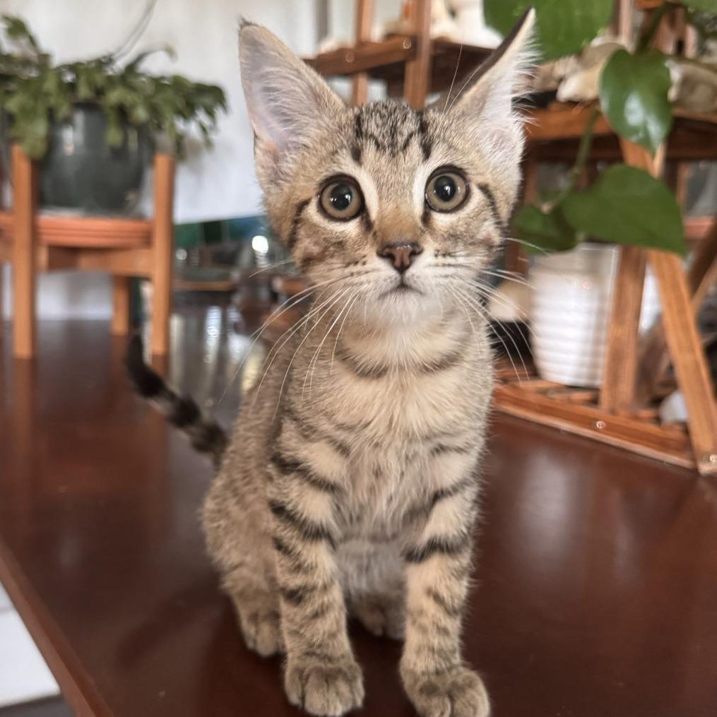 Enlarge Jack, a Adoptable Domestic Short Hair in Laramie, WY image 4/4