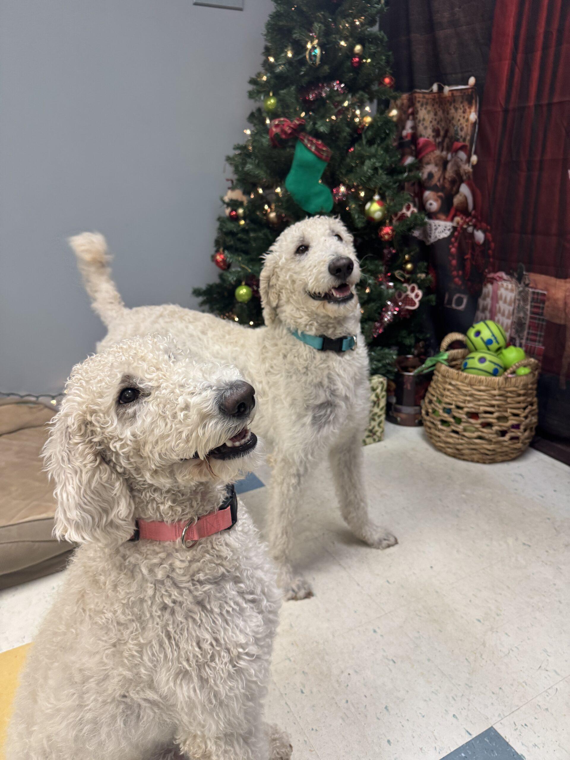 Agneau and Gigot, a Adoptable Goldendoodle in Hudson, MA image 5/6