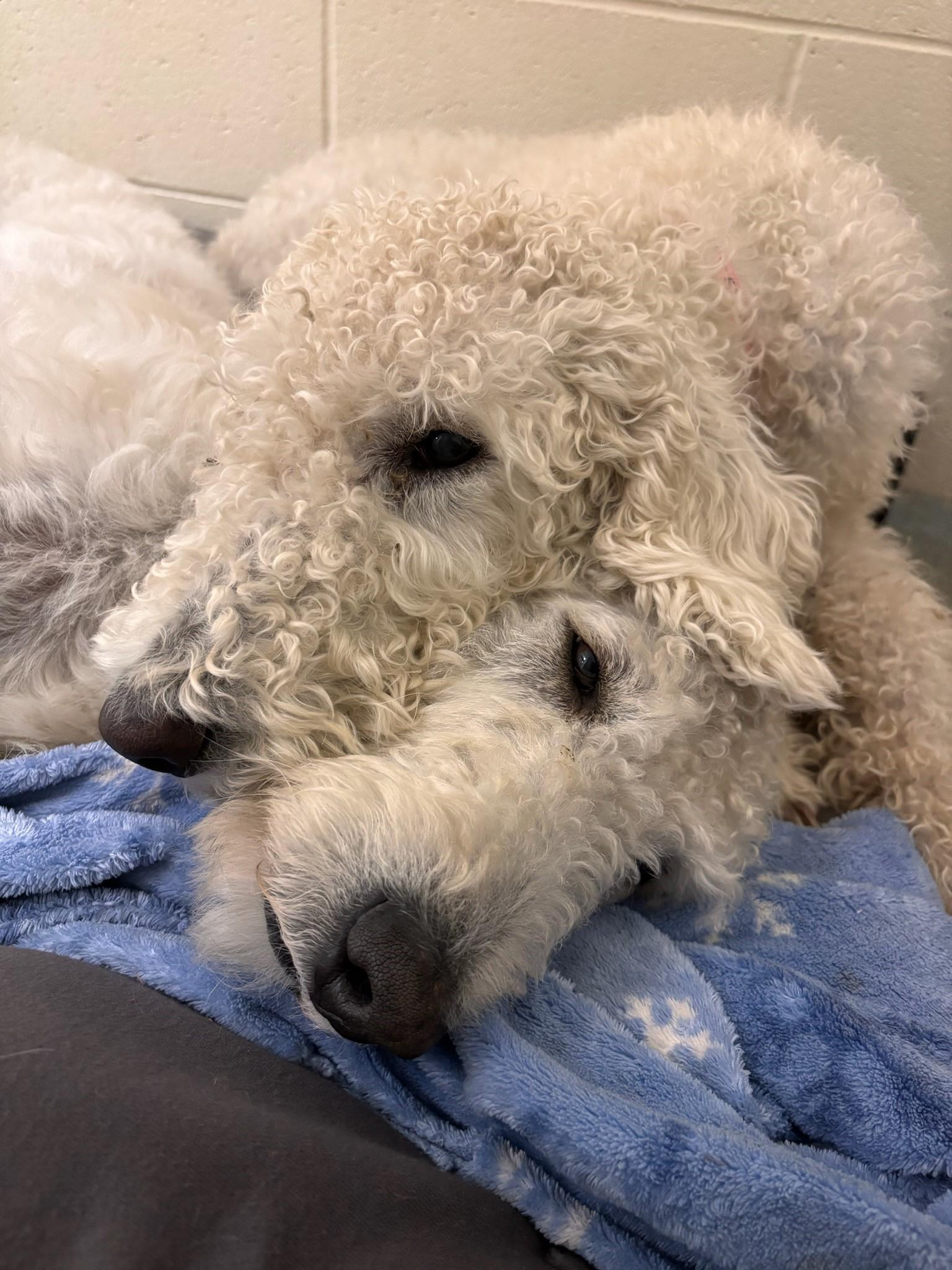 Agneau and Gigot, a Adoptable Goldendoodle in Hudson, MA image 1/6