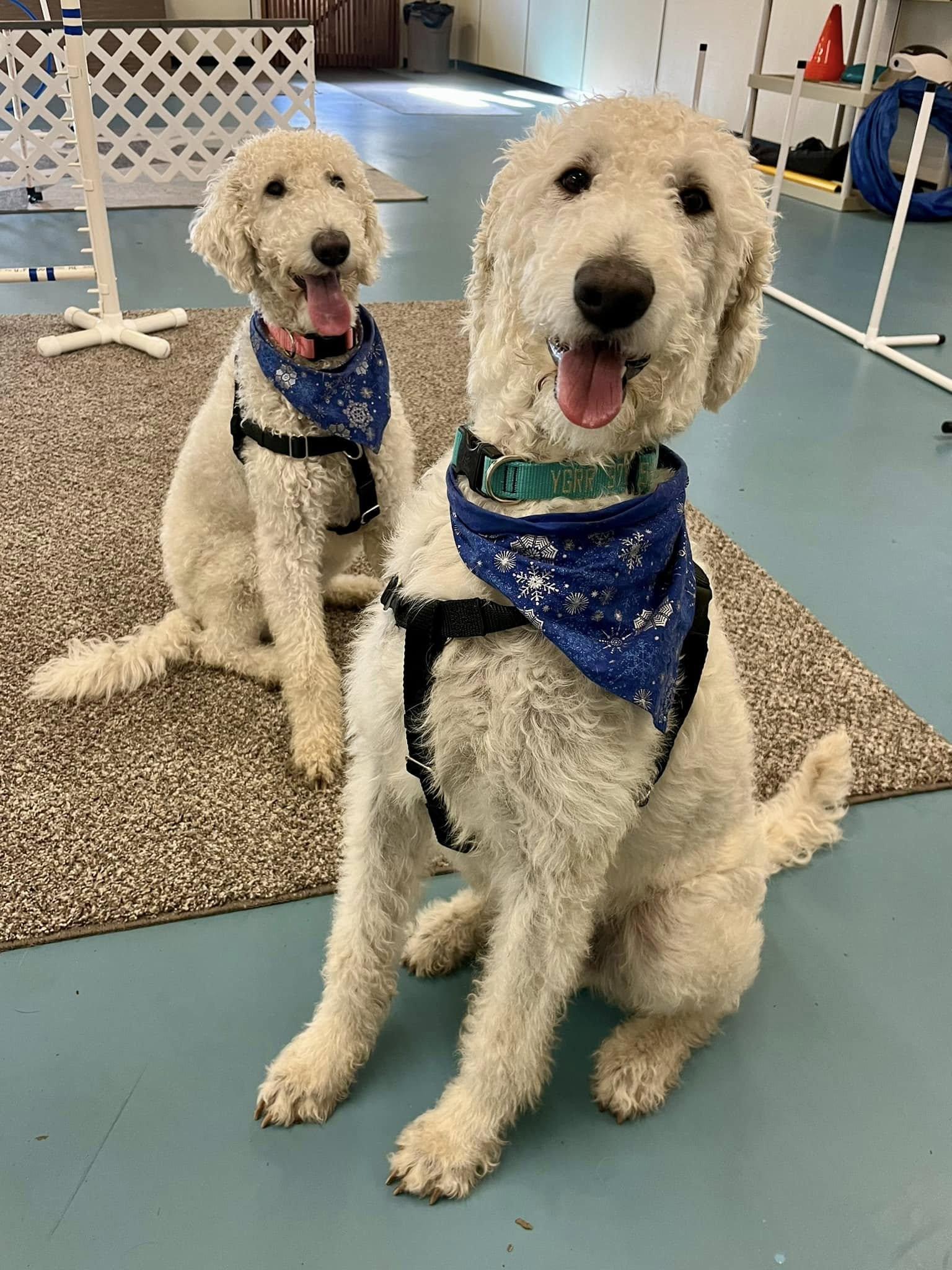 Agneau and Gigot, a Adoptable Goldendoodle in Hudson, MA image 4/6