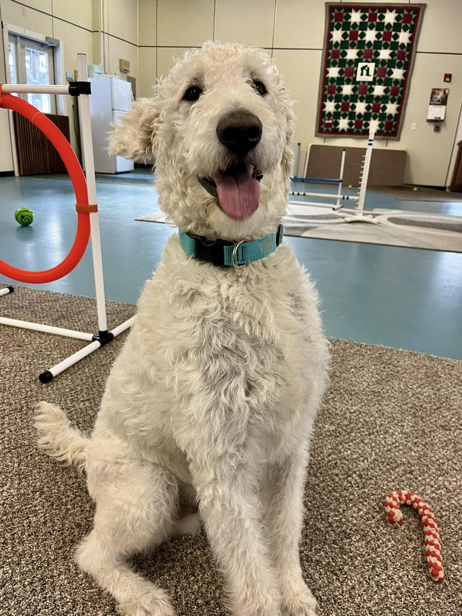 Agneau and Gigot, a Adoptable Goldendoodle in Hudson, MA image 3/6