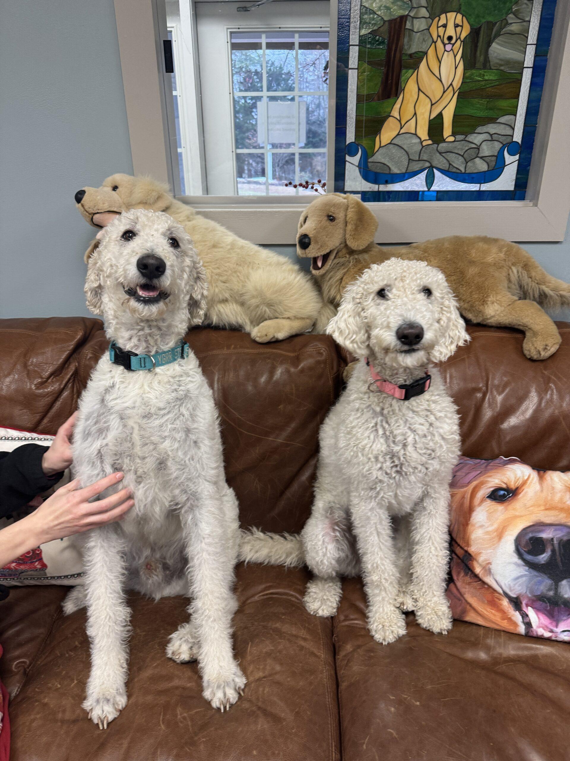 Agneau and Gigot, a Adoptable Goldendoodle in Hudson, MA image 6/6