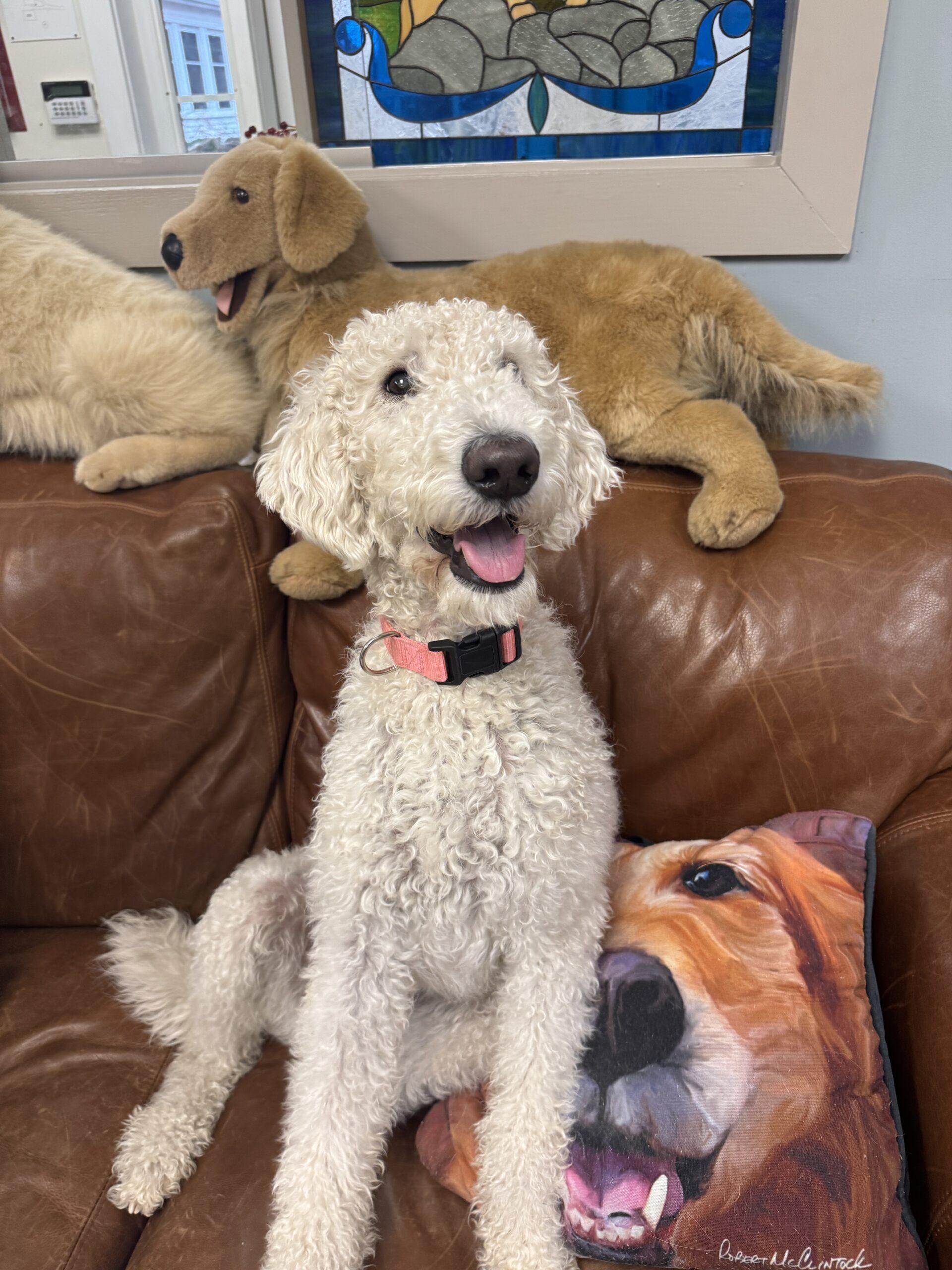 Agneau and Gigot, a Adoptable Goldendoodle in Hudson, MA image 2/6