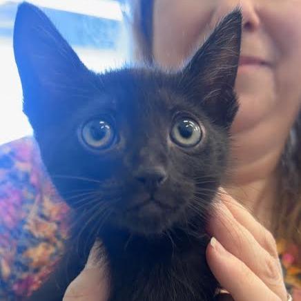 Enlarge Junebug, a Adoptable Domestic Short Hair in Marshall, TX image 1/3