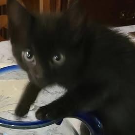 Enlarge Junebug, a Adoptable Domestic Short Hair in Marshall, TX image 2/3