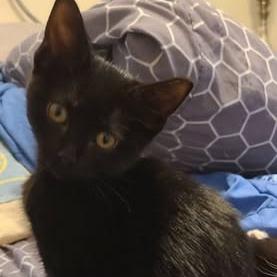 Enlarge Junebug, a Adoptable Domestic Short Hair in Marshall, TX image 3/3