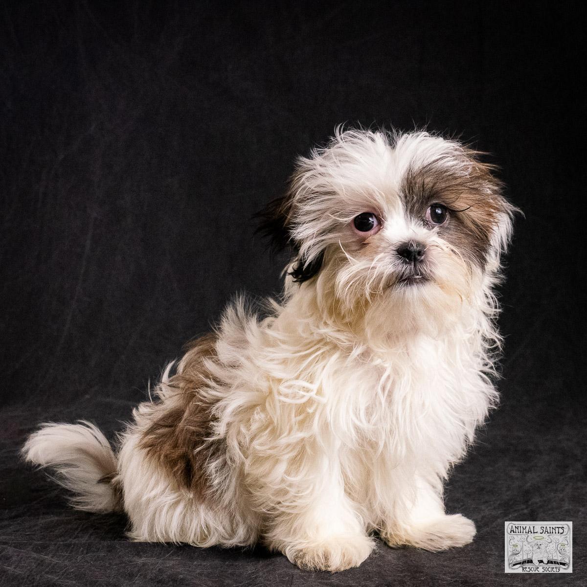 Enlarge Liliana, a Adoptable mixed breed in Fort Montgomery, NY image 1/6