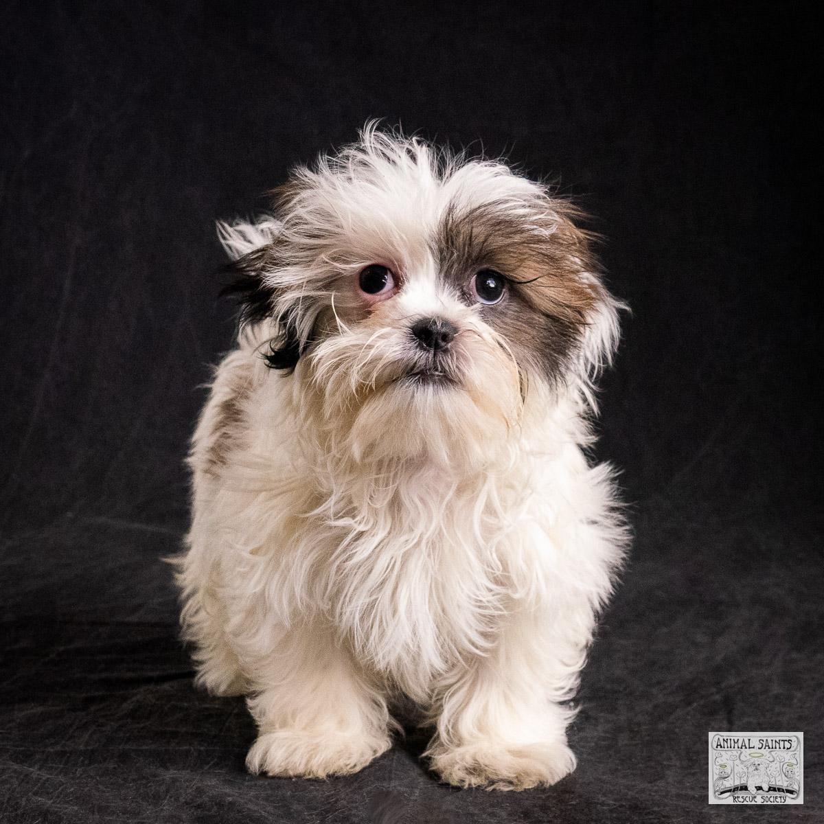 Enlarge Liliana, a Adoptable mixed breed in Fort Montgomery, NY image 2/6