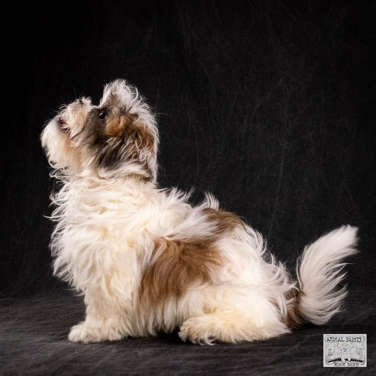 Enlarge Liliana, a Adoptable mixed breed in Fort Montgomery, NY image 3/6