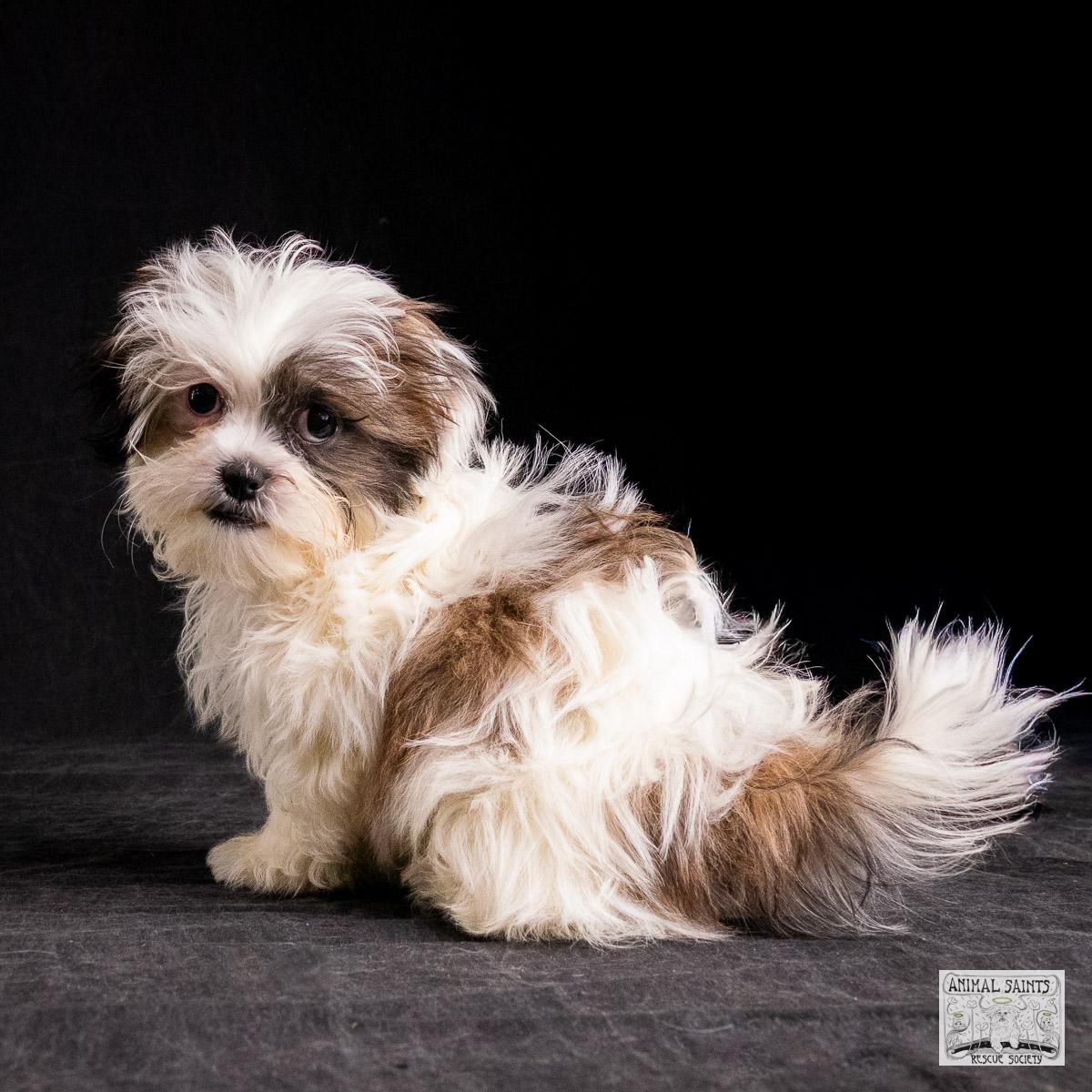 Enlarge Liliana, a Adoptable mixed breed in Fort Montgomery, NY image 4/6