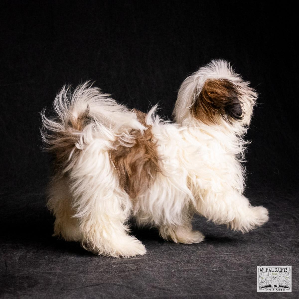 Enlarge Liliana, a Adoptable mixed breed in Fort Montgomery, NY image 5/6