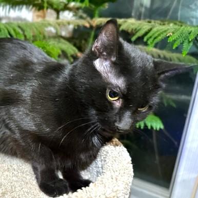 Enlarge BABETTE - BEAUTIFUL BOMBAY, a Adoptable Bombay in Danbury, CT image 6/6