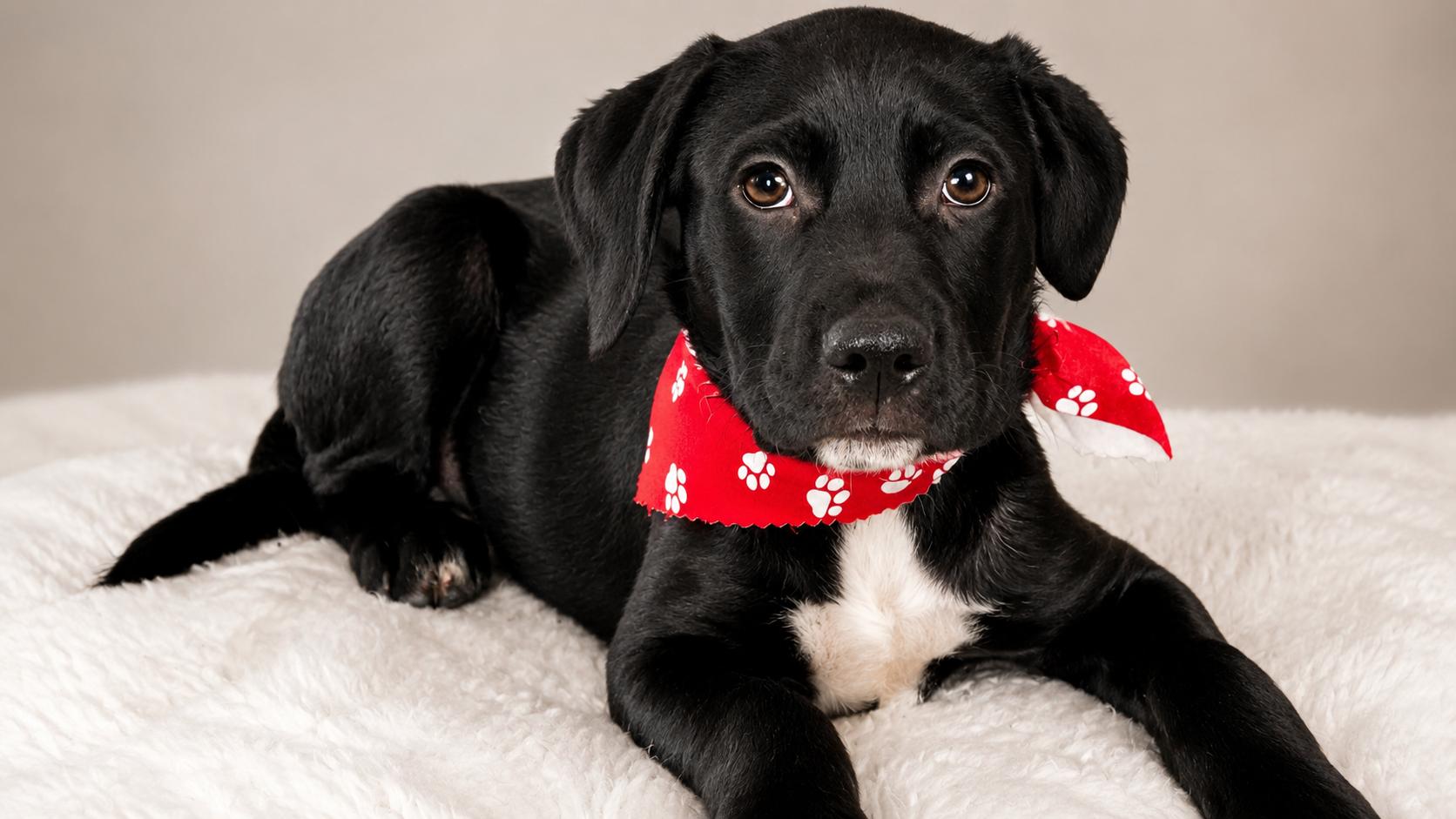 Enlarge FREDDIE, a ADOPTABLE mixed breed in Jacksonville, FL image 3/3