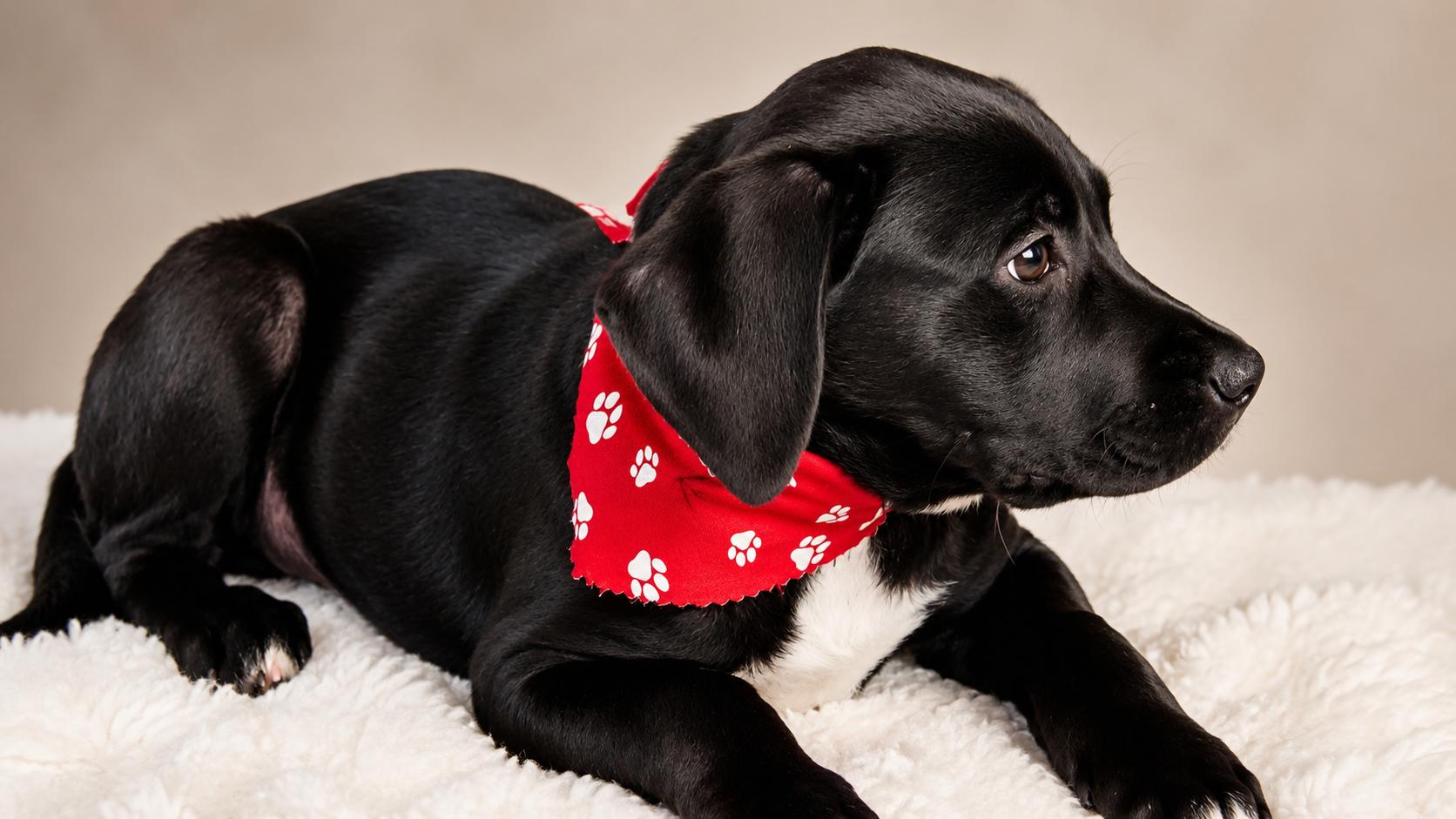 Enlarge FREDDIE, a ADOPTABLE mixed breed in Jacksonville, FL image 2/3