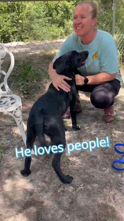 Enlarge FREDDIE, a Adoptable mixed breed in Jacksonville, FL video 2/6