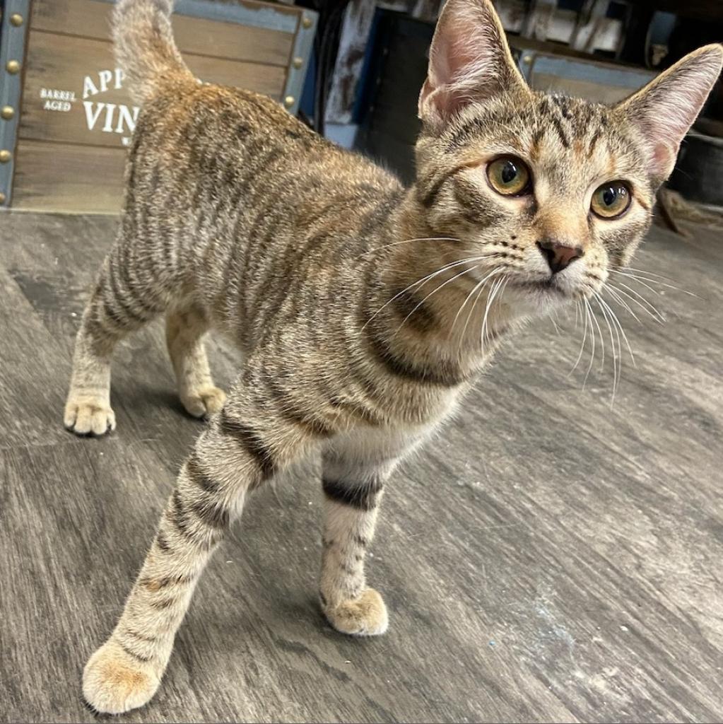 Ruby, Adoptable, Adult Female Domestic Short Hair.