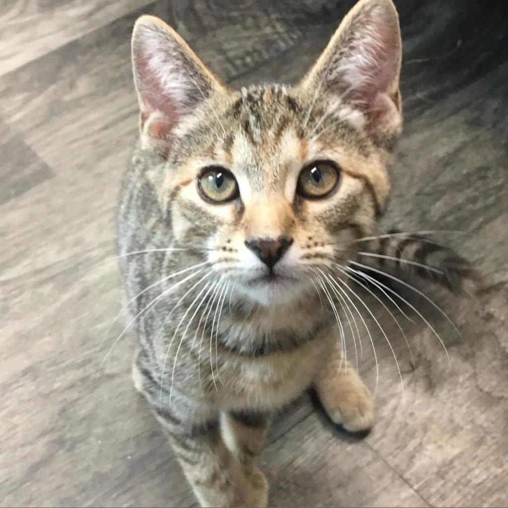 Enlarge Ruby, a Adoptable Domestic Short Hair in Union City, PA image 2/4