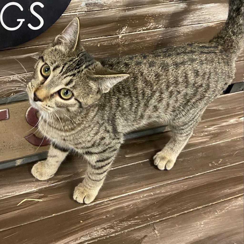 Enlarge Ruby, a Adoptable Domestic Short Hair in Union City, PA image 3/4