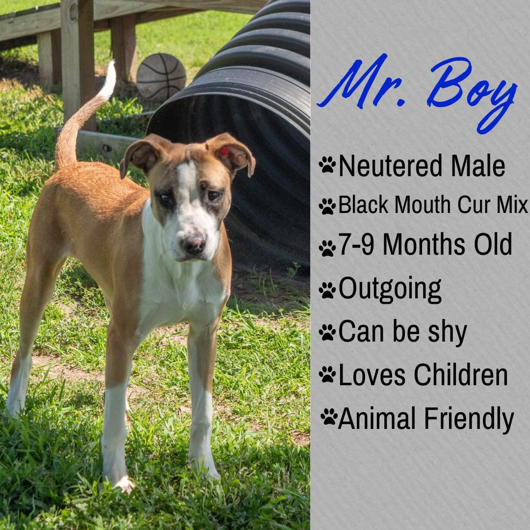 Enlarge Mr. Boy, an adopted mixed breed in Junction City, KS image 1/1