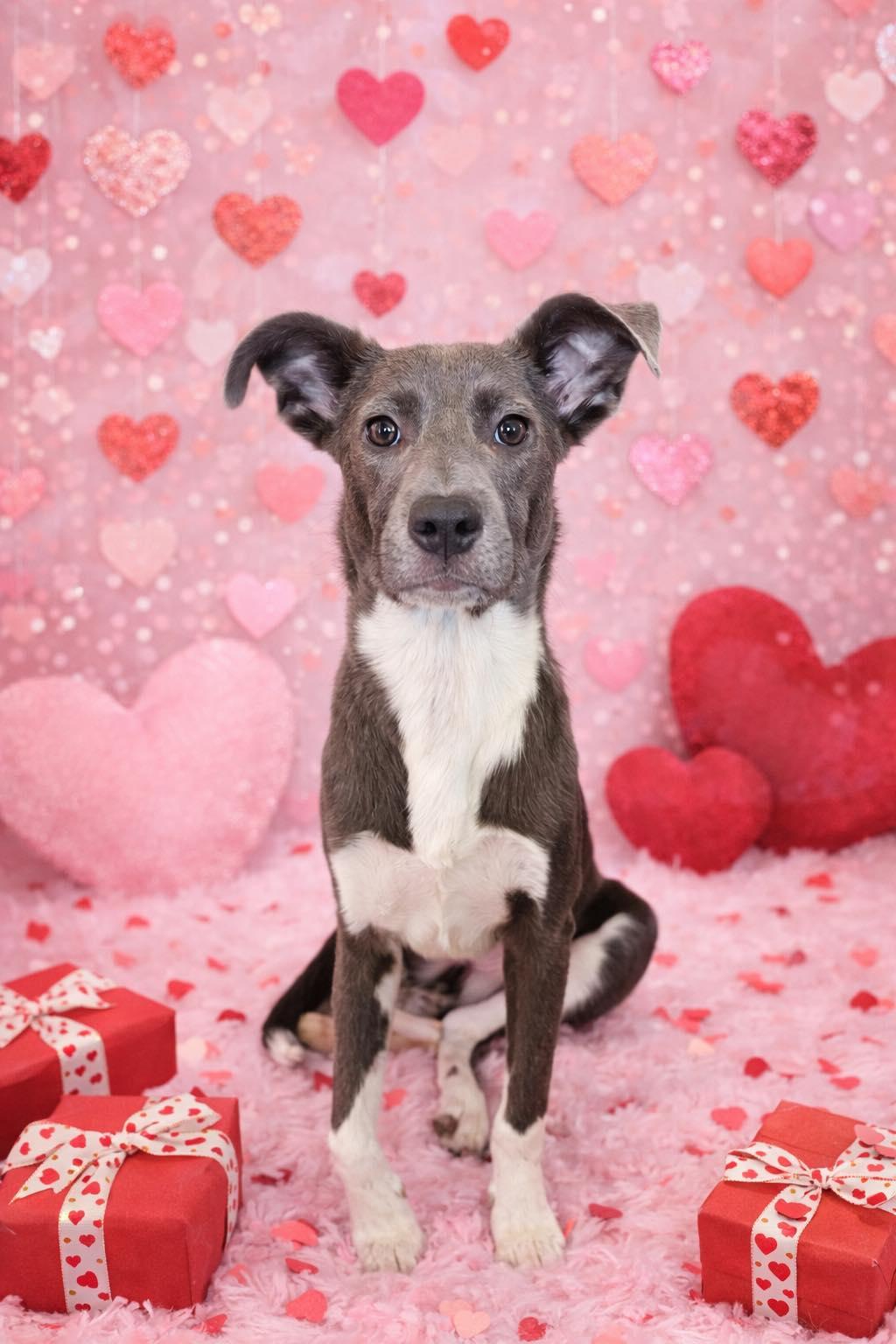 HOLLY, Adoptable, Puppy Female Labrador Retriever & Jack Russell Terrier.