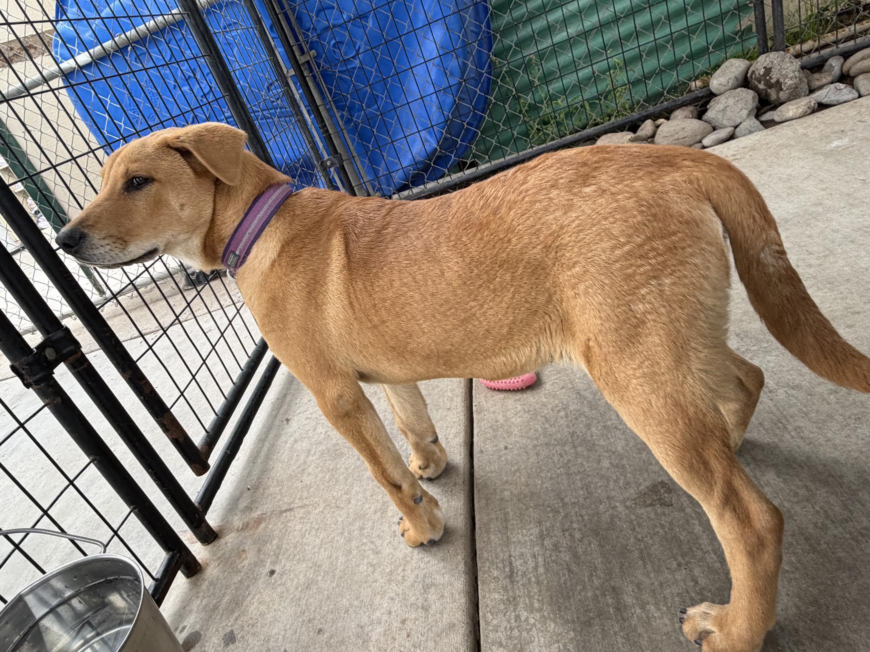 Enlarge Toby, an adopted mixed breed in Oakdale, CA image 2/3