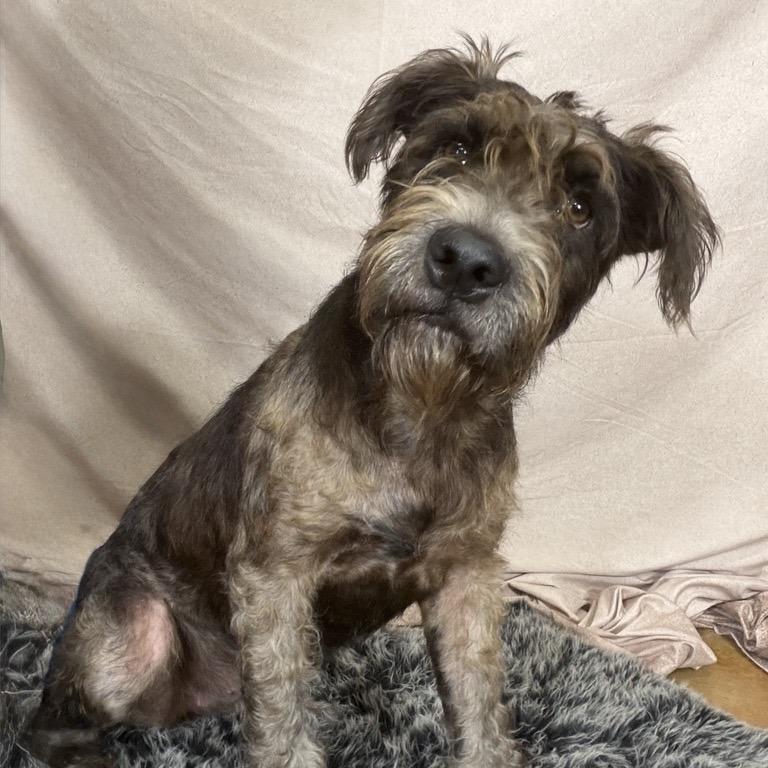 Enlarge Giddy, a Adoptable mixed breed in Freeport, FL image 1/1