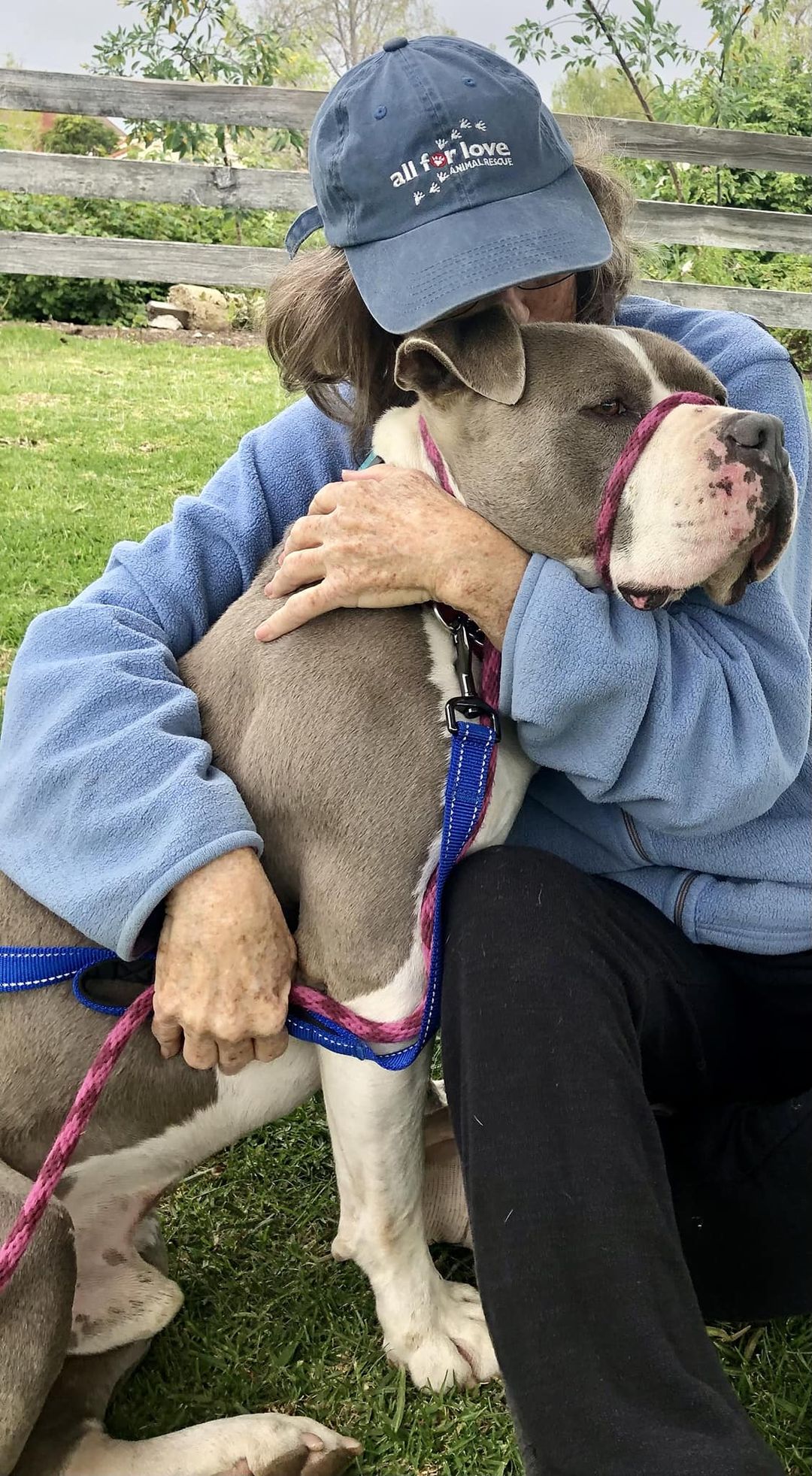 Enlarge STEVIE, a Adoptable mixed breed in Thousand Oaks, CA image 13/13