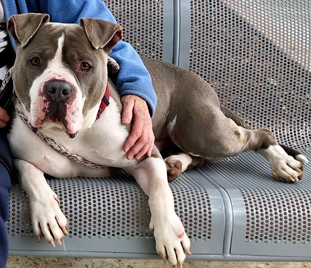 Enlarge STEVIE, a Adoptable mixed breed in Thousand Oaks, CA image 11/13