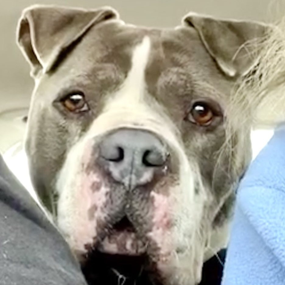 Enlarge STEVIE, a Adoptable mixed breed in Thousand Oaks, CA image 9/13