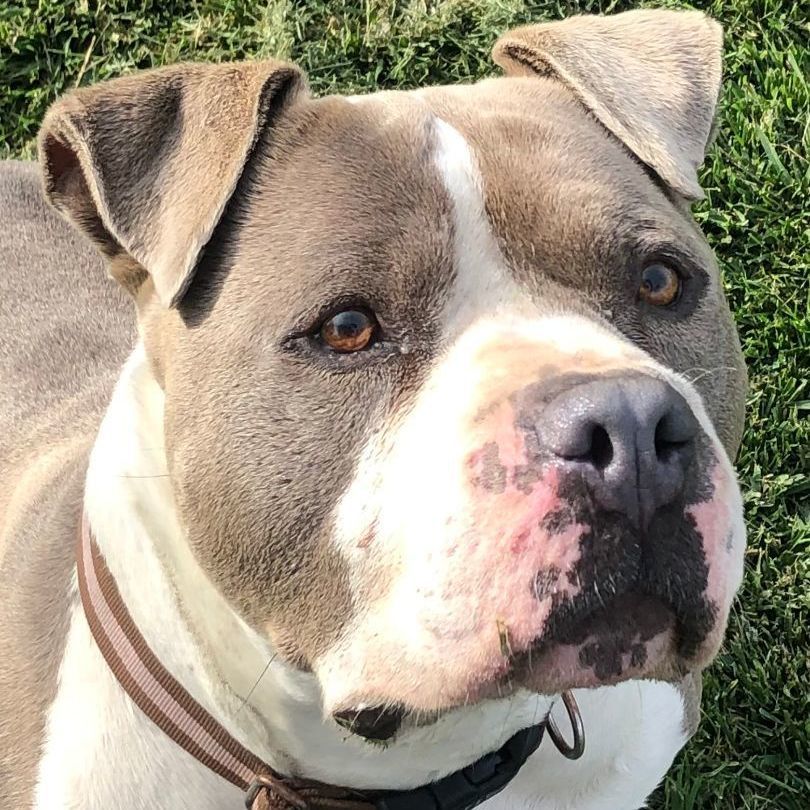 Enlarge STEVIE, a Adoptable mixed breed in Thousand Oaks, CA image 12/13