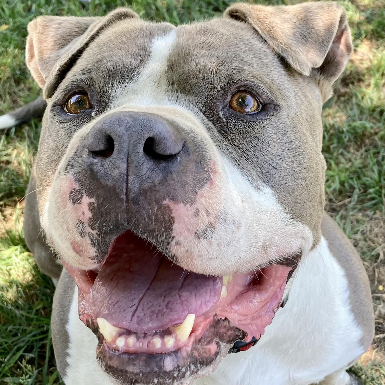 STEVIE, a Adoptable mixed breed in Thousand Oaks, CA image 1/13