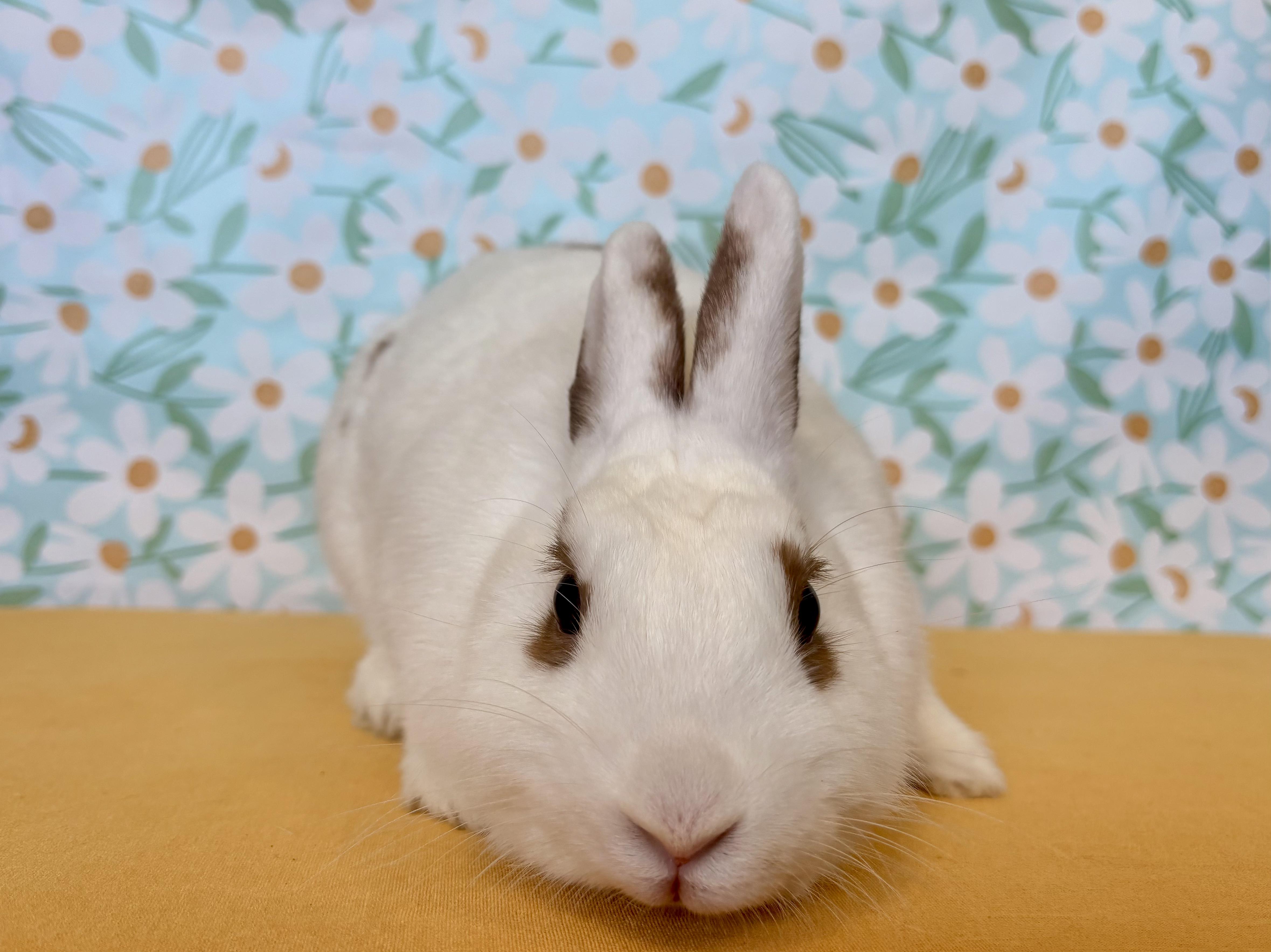 Butterscotch, Adopted, Young Female Bunny Rabbit.