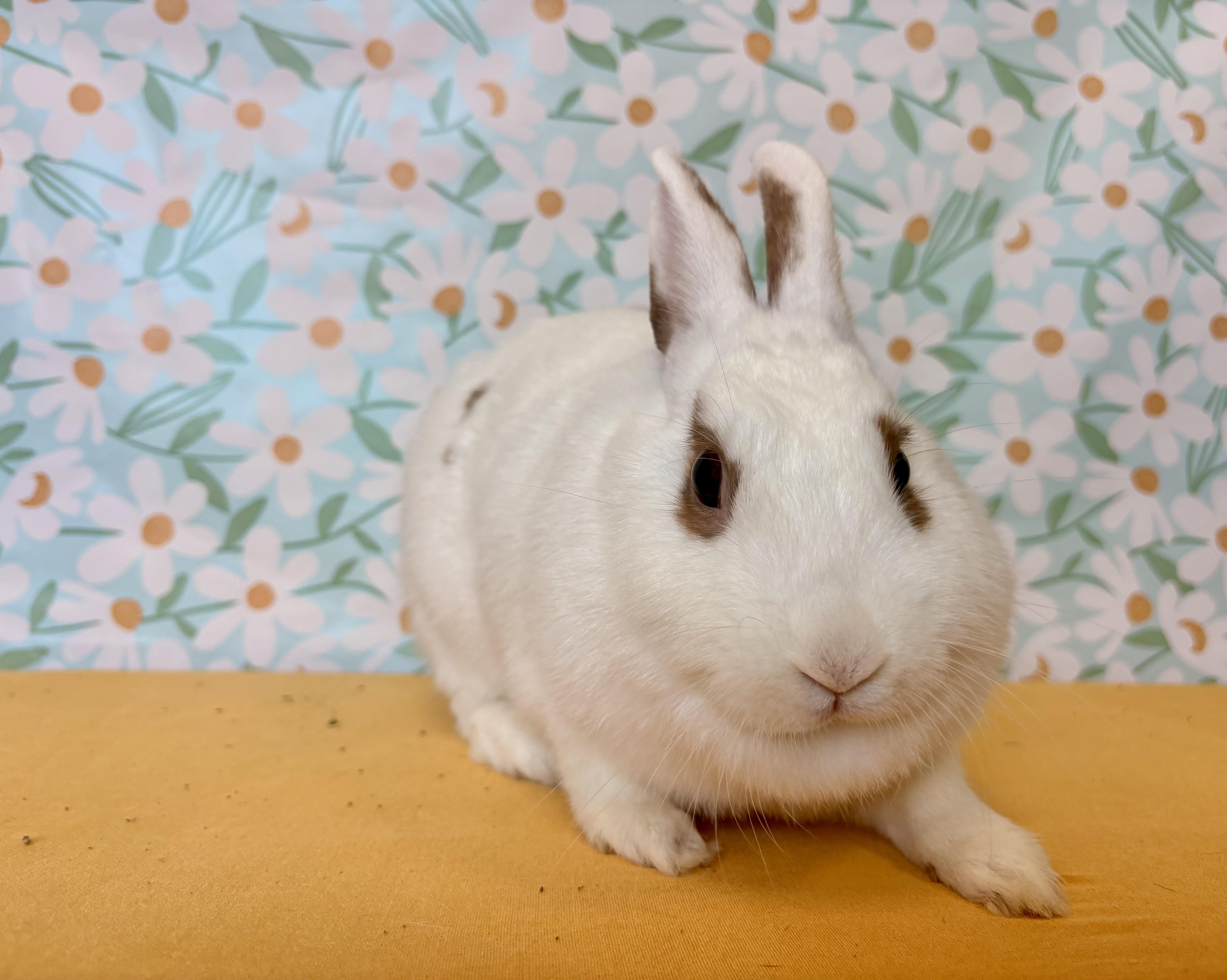 Enlarge Butterscotch, a Adopted Bunny Rabbit in Long Beach, CA image 2/4