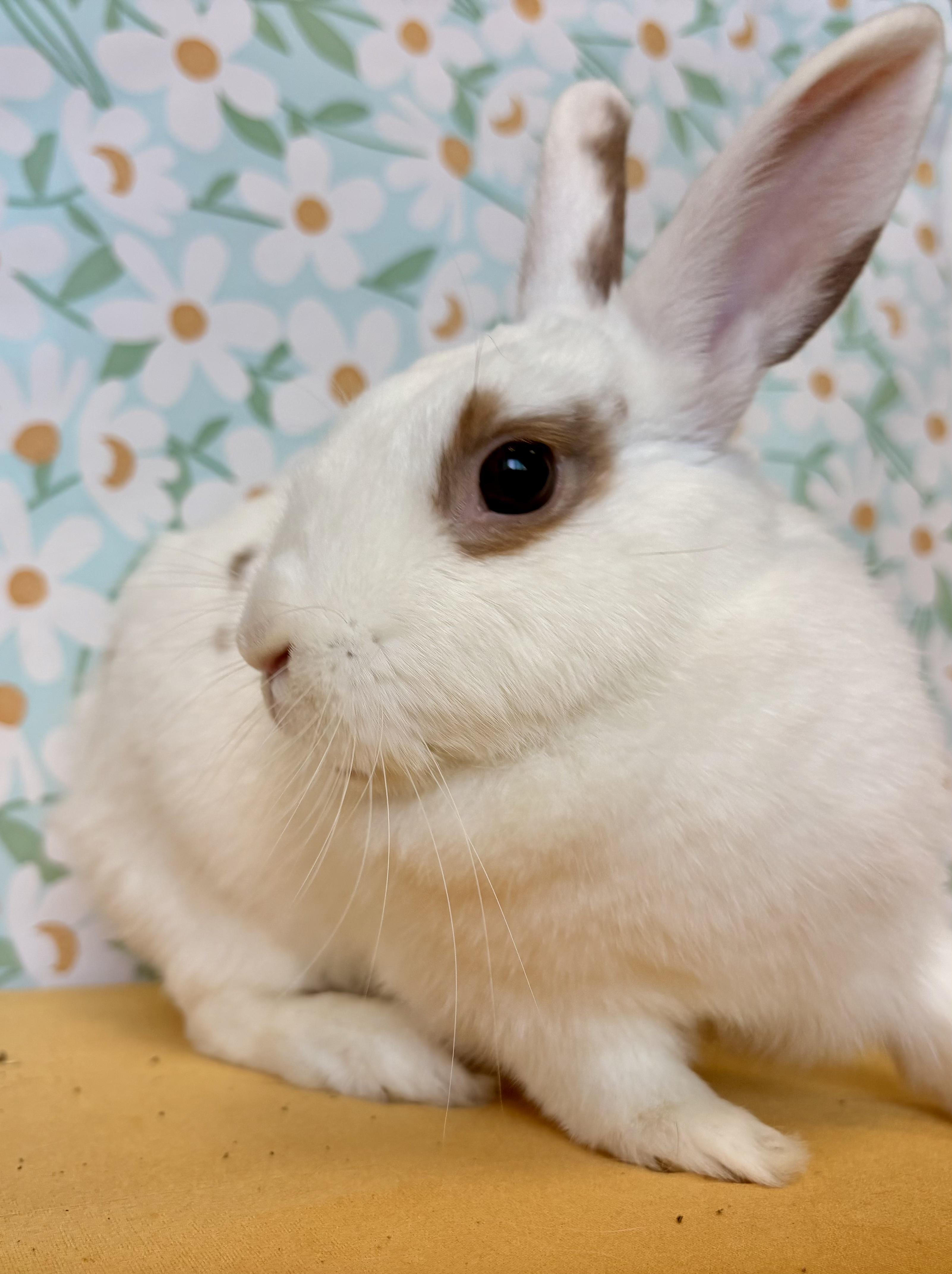 Enlarge Butterscotch, a Adopted Bunny Rabbit in Long Beach, CA image 4/4