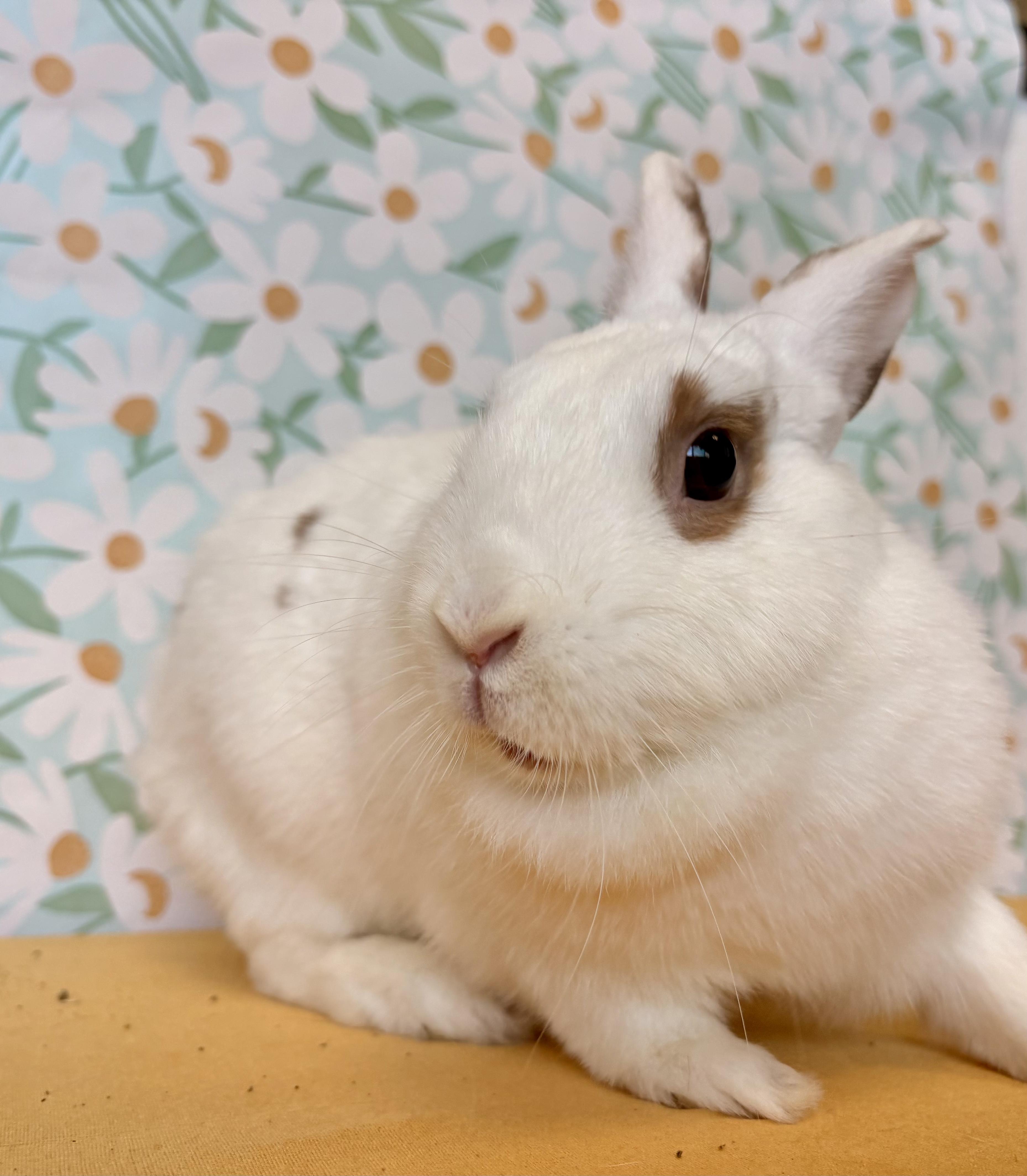Enlarge Butterscotch, a Adopted Bunny Rabbit in Long Beach, CA image 3/4