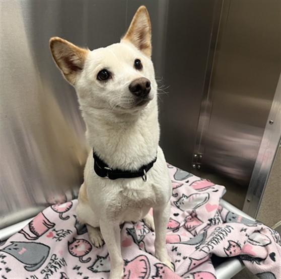 CINNA, Adoptable, Adult Male Shiba Inu.