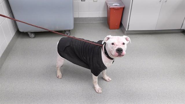 DUCKY, Adoptable, Young Female Boxer & Mixed Breed.