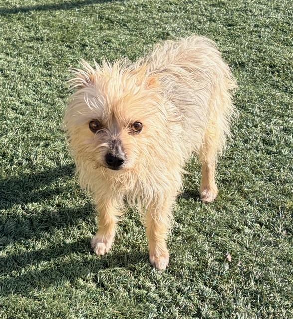 HARBOR, Adoptable, Young Male Yorkshire Terrier & Mixed Breed.