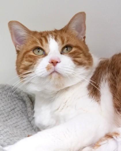 Oliver, Adoptable, Adult Male Domestic Short Hair & Domestic Short Hair.