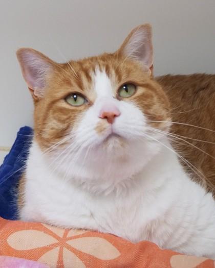 Enlarge Oliver, a Adoptable mixed breed in Fishers, IN image 2/3