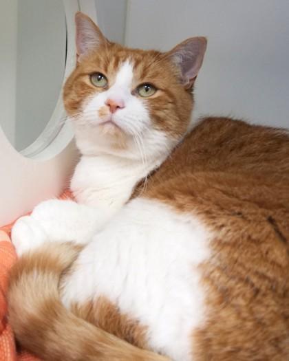 Enlarge Oliver, a Adoptable mixed breed in Fishers, IN image 3/3